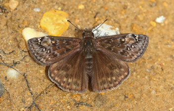 Juvenal's Duskywing